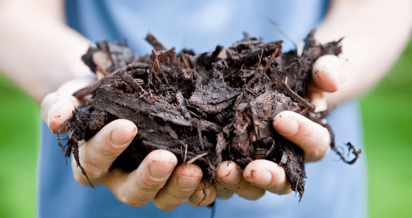 holding mulch in hands