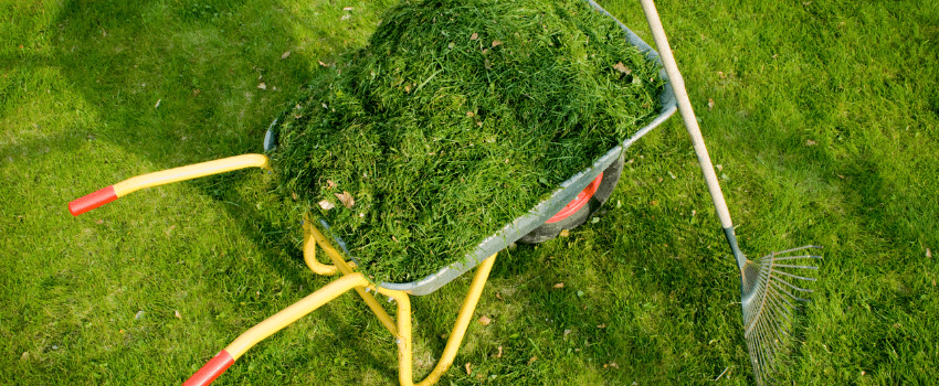 lawn clippings in wheelbarrow