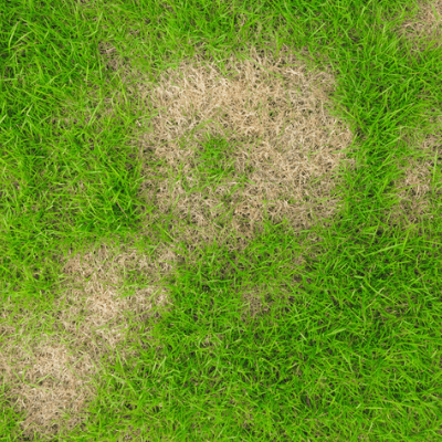 weird-shape-dead-spot-on-lawn-from-grubs