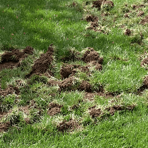 animals digging up lawn for grubs