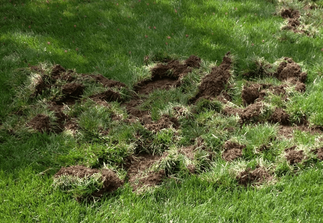 animals digging up lawn from grubs