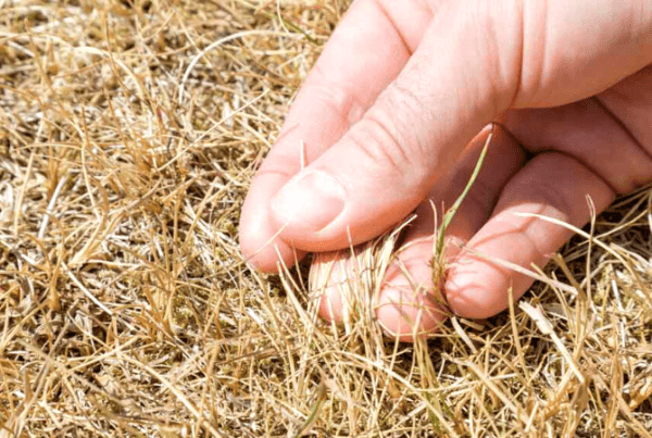 dead grass