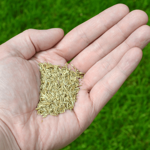 grass seeds