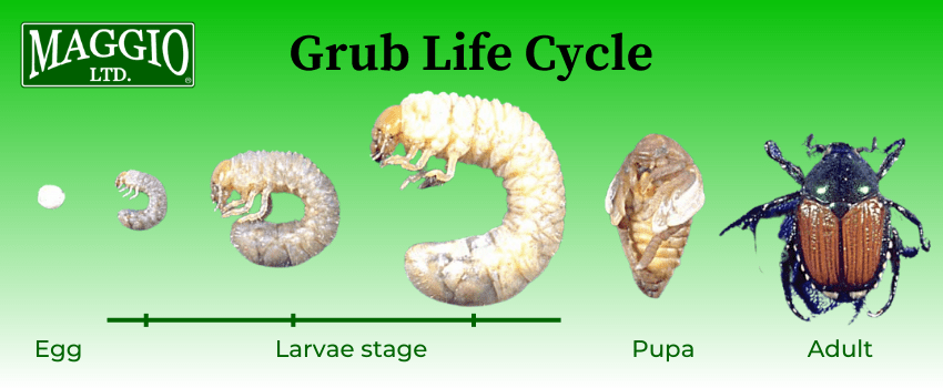 life cycle of a grub worm beetle