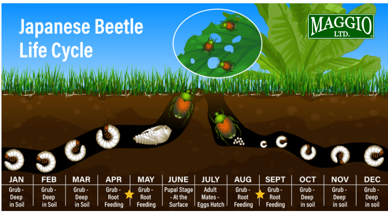 grub life cycle