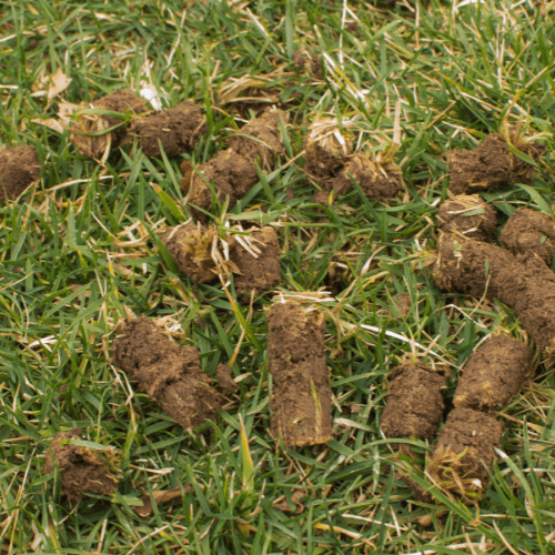 lawn cores