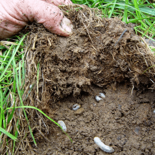 lawn lifts like carpet grubs under