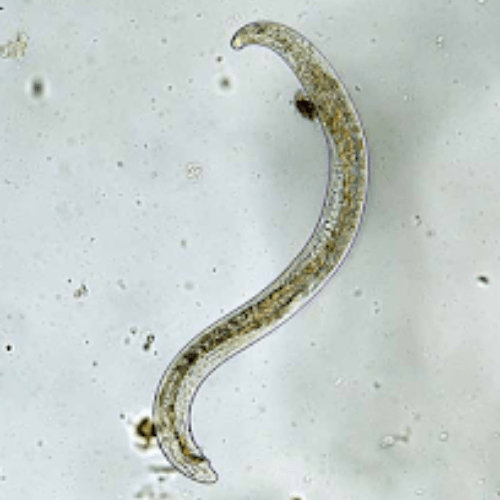 microscopic nematode