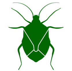 icon of a chinch bug